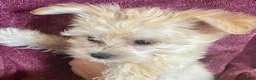 Yochon dogs for sale: Sammy - Ad 2
