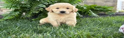Golden Retriever dogs for sale: Bella - Ad 3