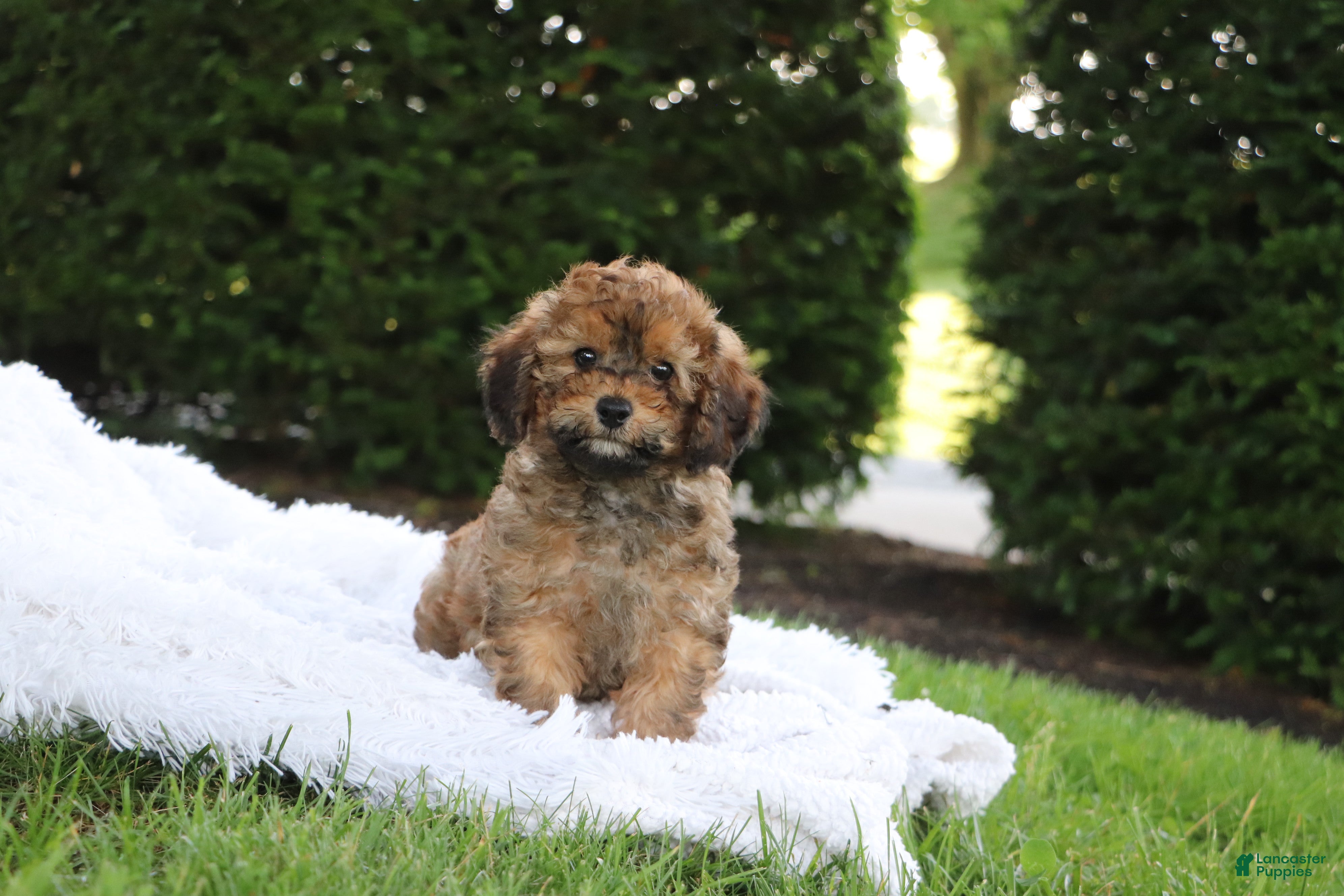Cavapoo dogs Rudy - Ad 1