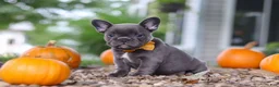 French Bulldog dogs for sale: Hallie - Ad 3