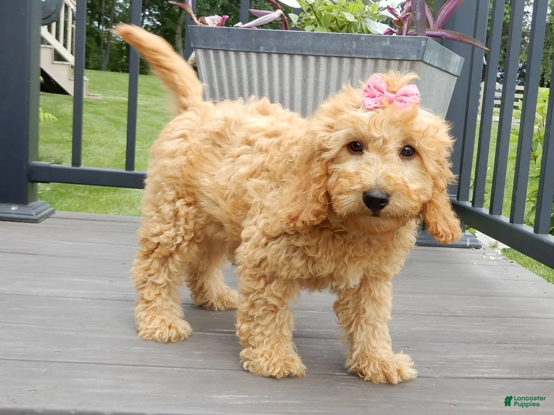 Mini Goldendoodle dogs for sale: Lela-MEDIUM - Ad 2
