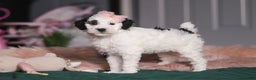 Miniature Poodle dogs for sale: Brianna - Ad 1
