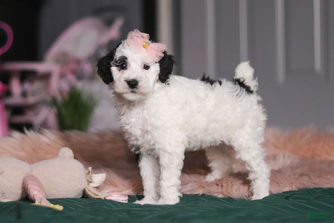 Miniature Poodle dogs for sale: Brianna - Ad 1