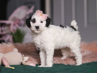 Miniature Poodle dogs Brianna - Ad 12