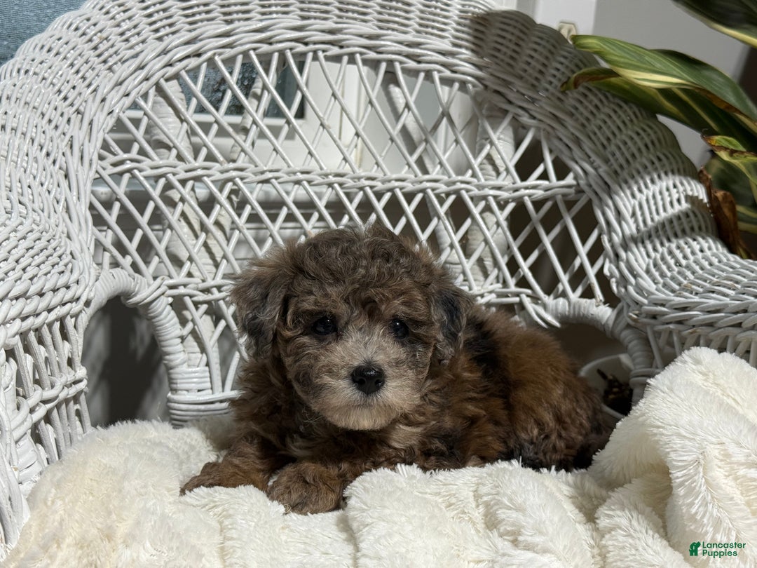 Bichpoo dogs for sale: Fern - Ad 2