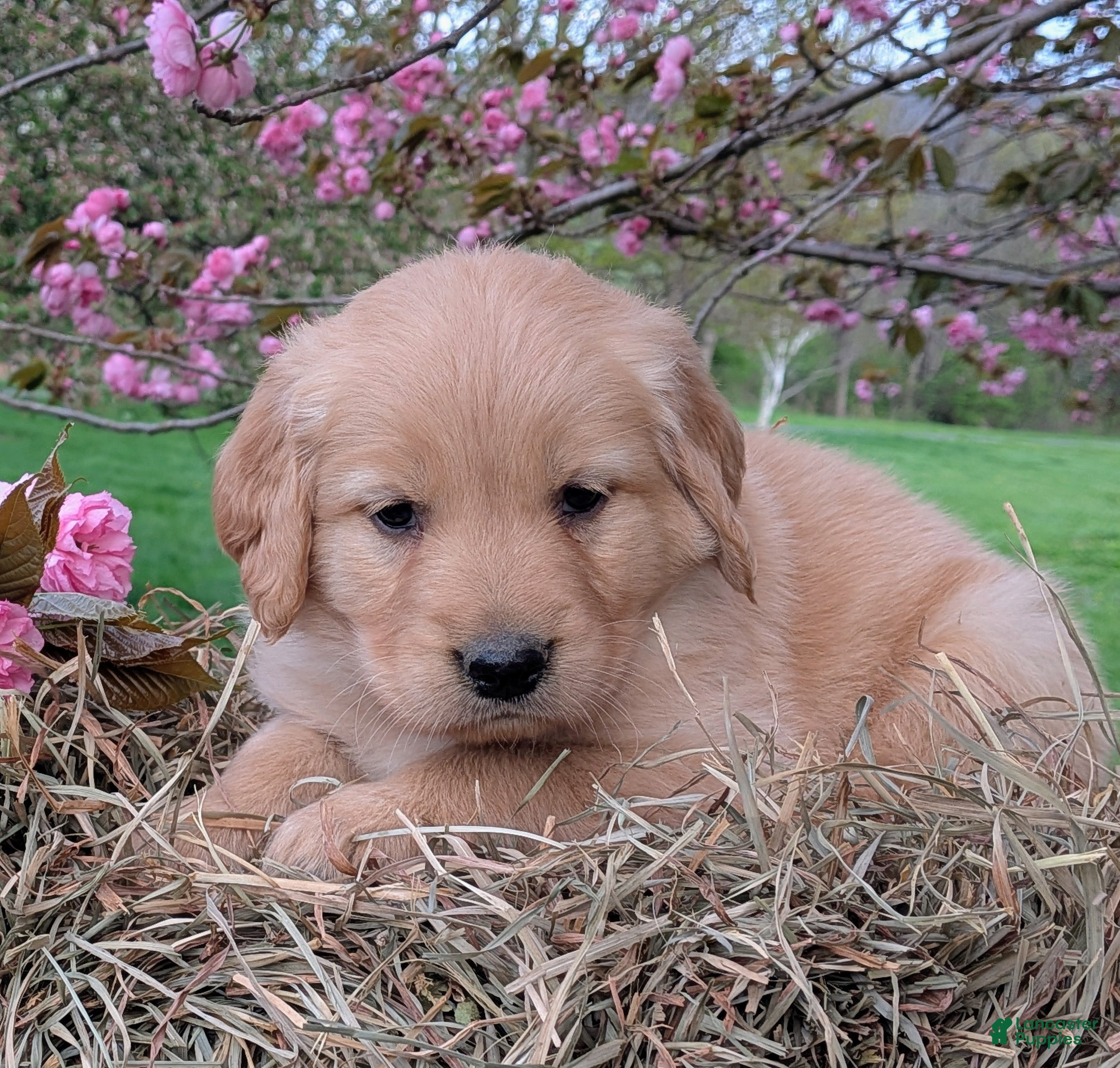 Golden Retriever dogs Aspen - Ad 1