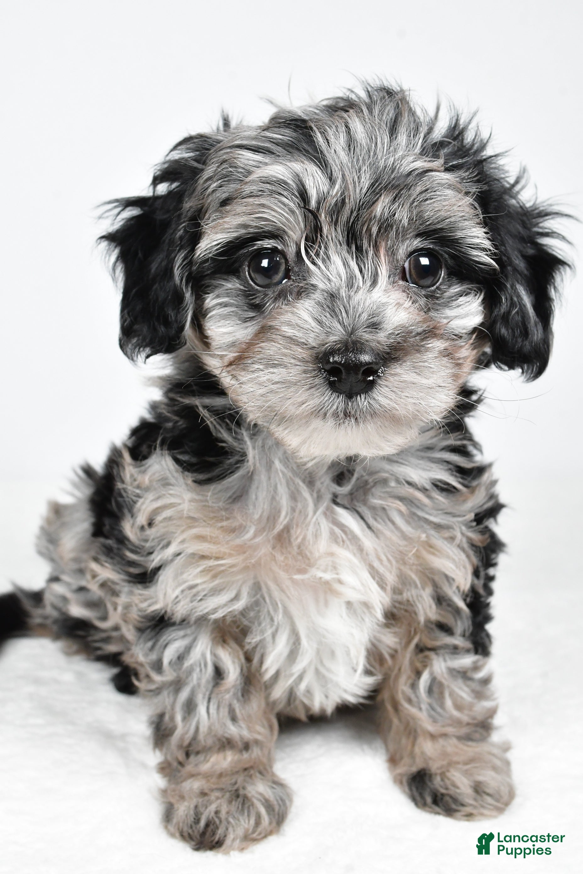 Yorkiepoo dogs Jingle - Ad 4