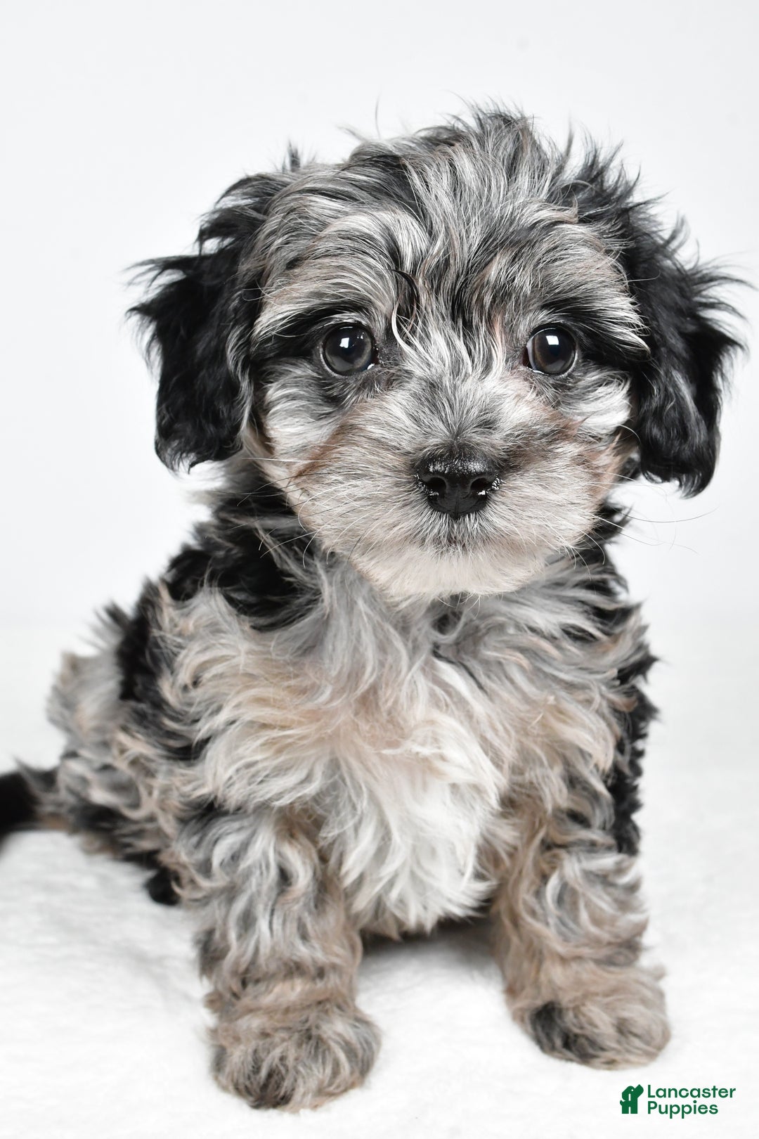 Yorkiepoo dogs for sale: Jingle - Ad 1