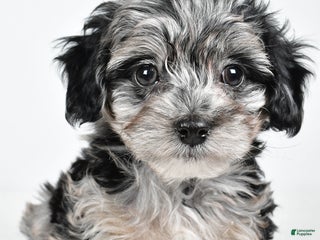 Yorkiepoo dogs Jingle - Ad 1