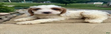 Chase