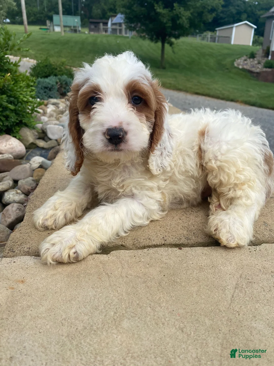 Cockapoo dogs for sale: Chase - Ad 1