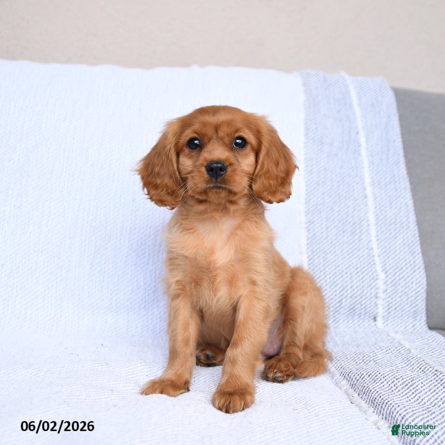 Miniature Golden Retriever dogs Bailey - Ad 1