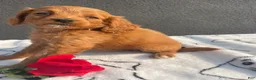 Mixed Breed dogs for sale: Lola - Ad 4