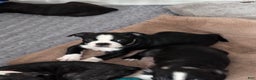Boston Terrier dogs for sale: Reba - Ad 1