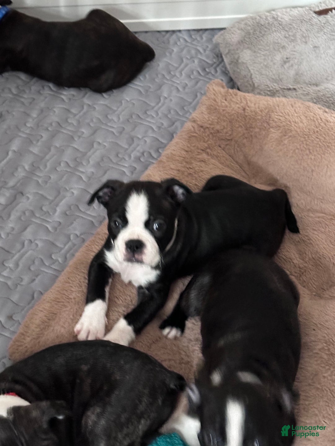Boston Terrier dogs for sale: Reba - Ad 1