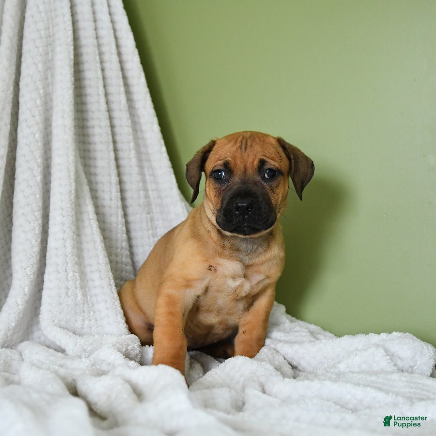 South African Boerboels dogs Bailey - Ad 2