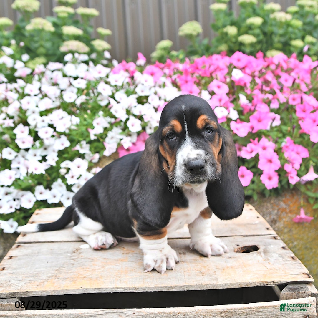 Adoption Basset Hound Mix Puppies For Sale Vendeen Mix Basset