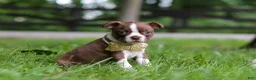 Boston Terrier dogs for sale: Jewel - Ad 4
