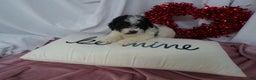 Bernedoodle dogs for sale: Anson - Ad 1