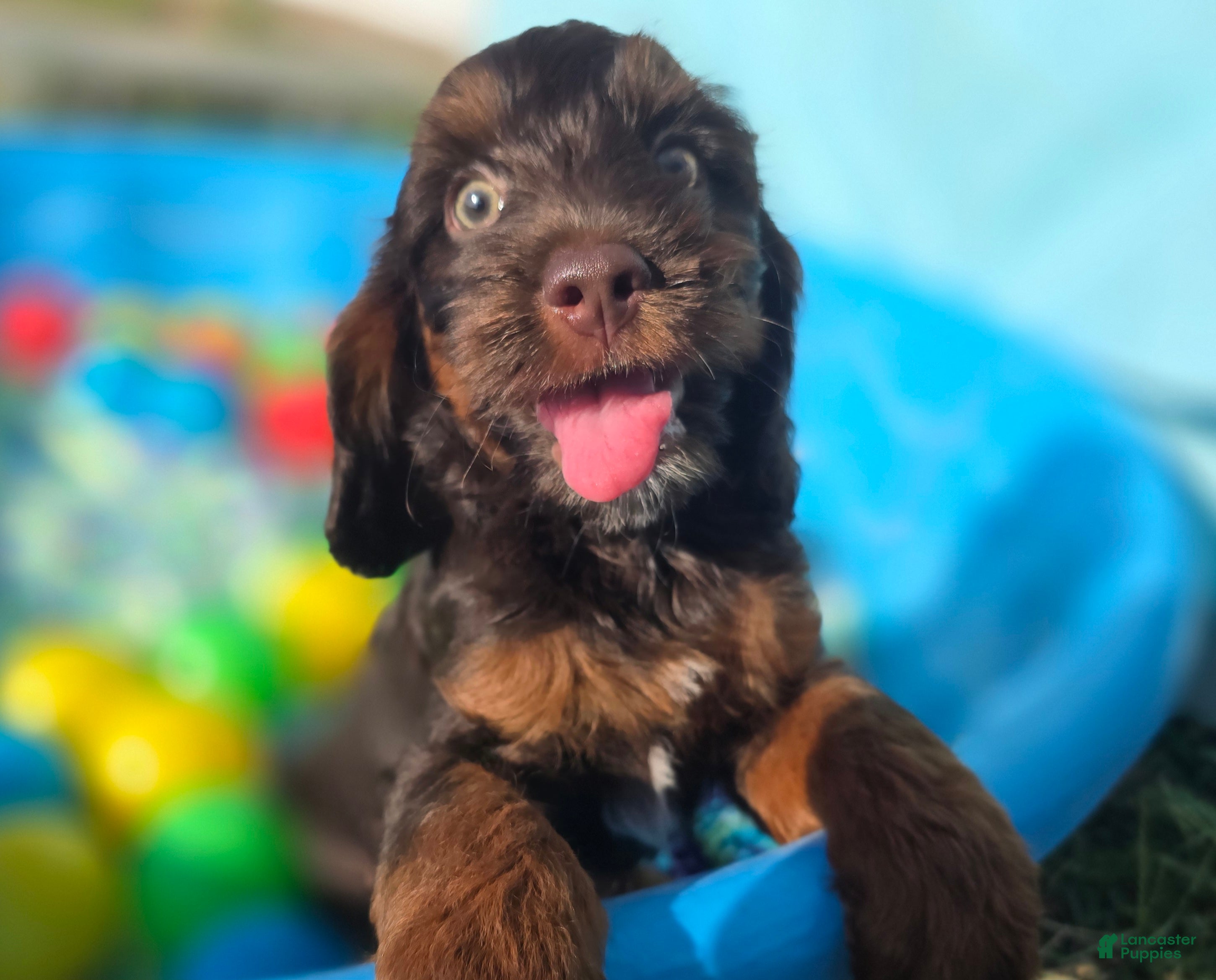 Cockapoo dogs Meeko - Ad 22