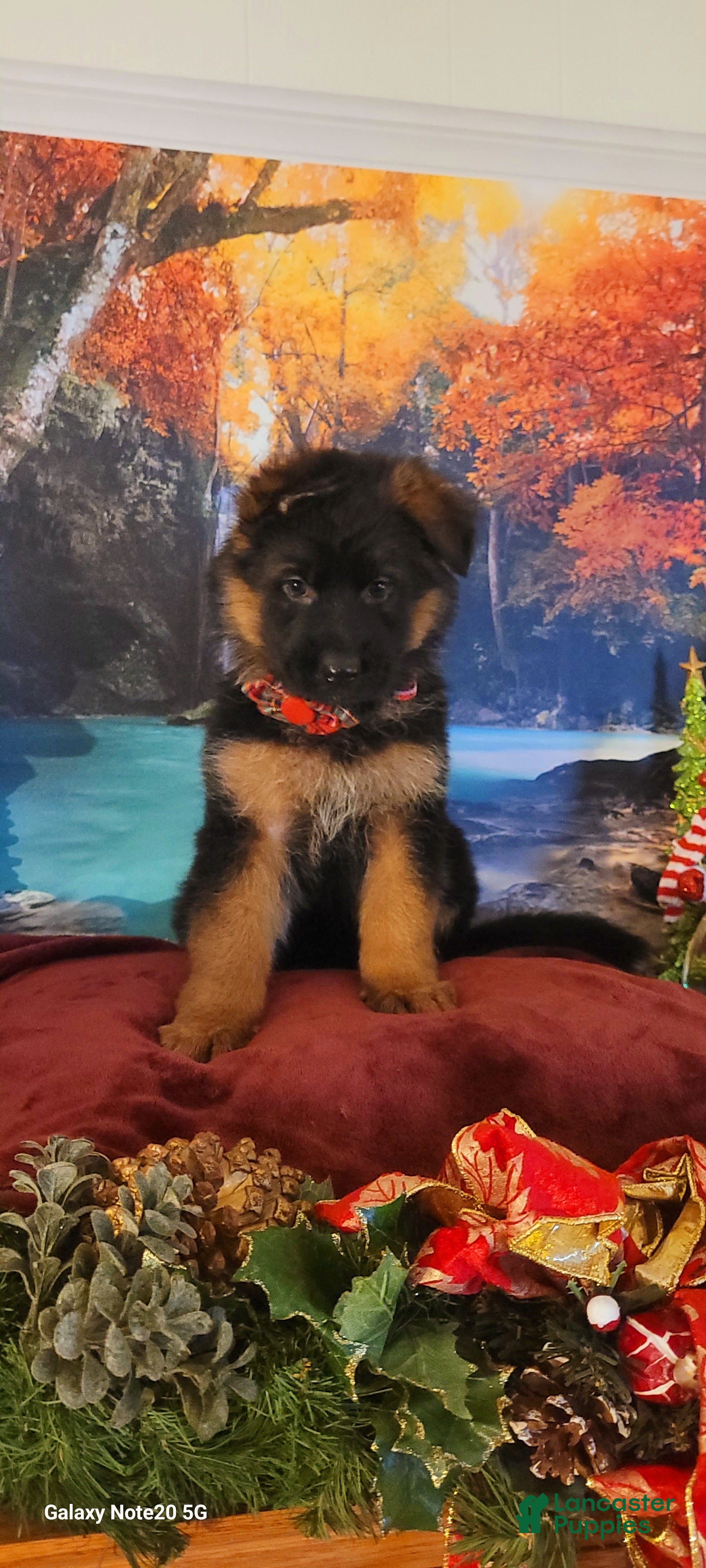 German Shepherd dogs Holly - Ad 39