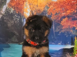 German Shepherd dogs Holly - Ad 39