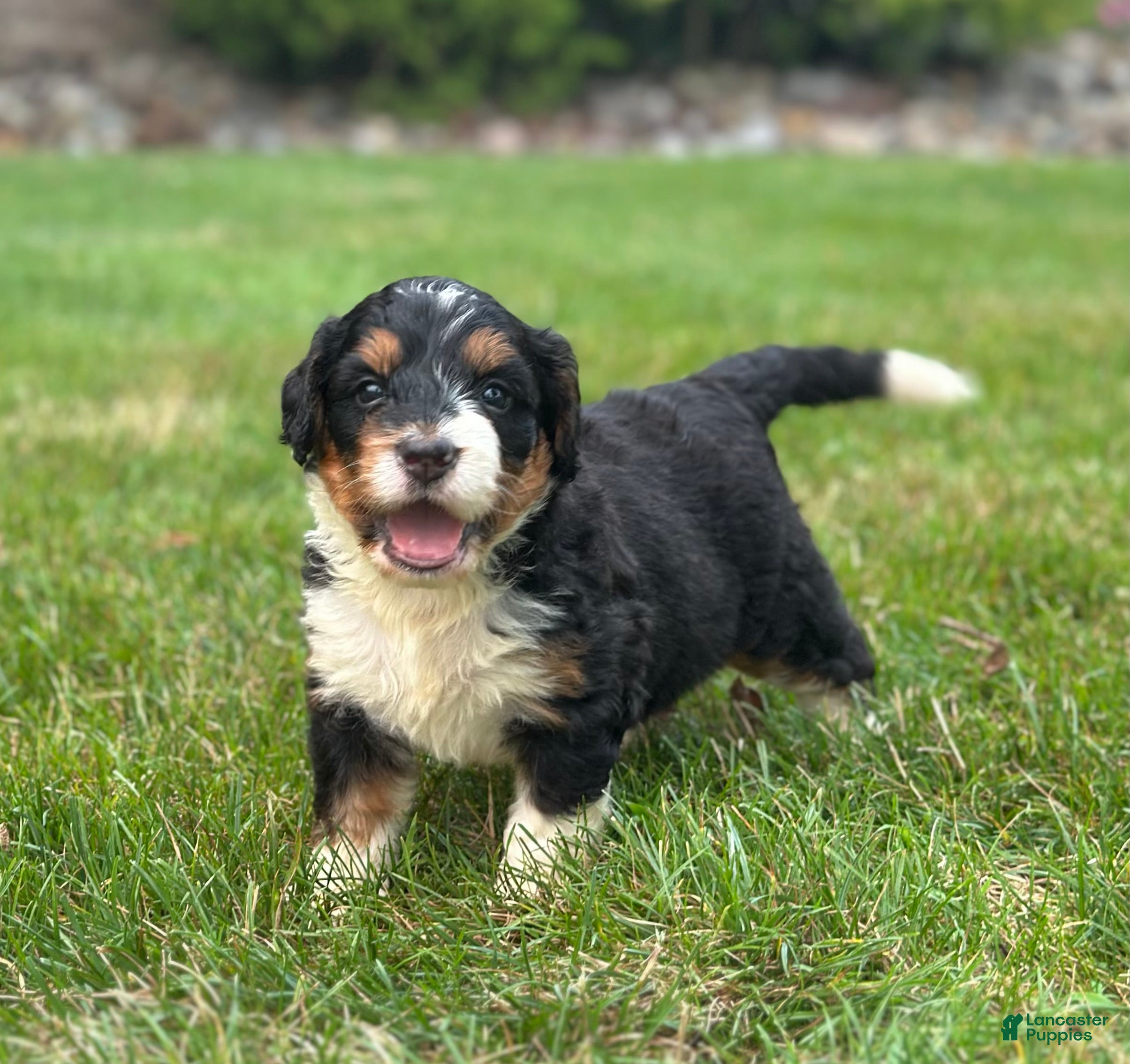 Mini Bernedoodle dogs Blossom - Ad 2