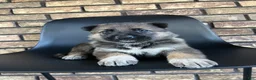 German Shepherd dogs for sale: Capri - Ad 5