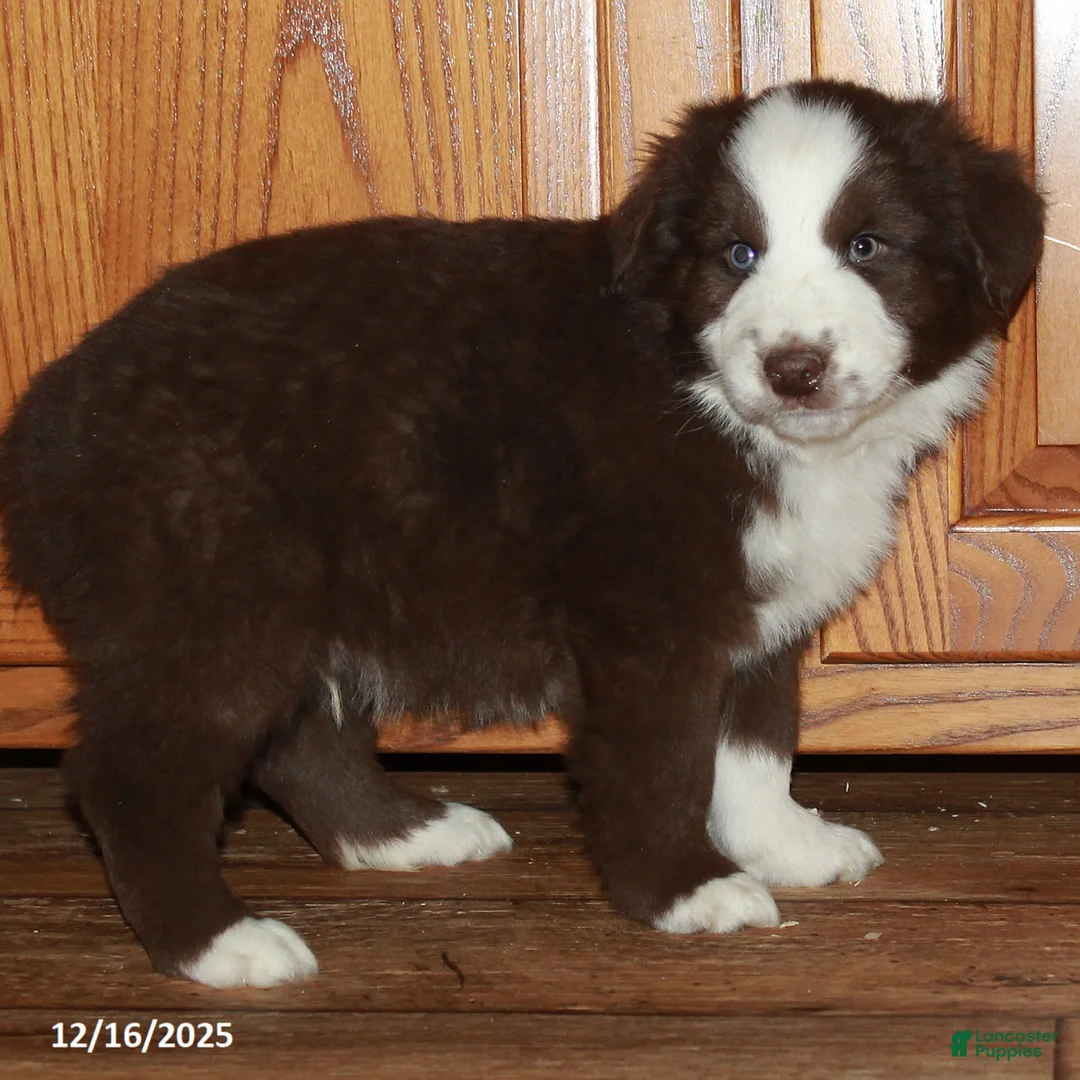 Australian Shepherd dogs for sale: Jerome - Ad 3