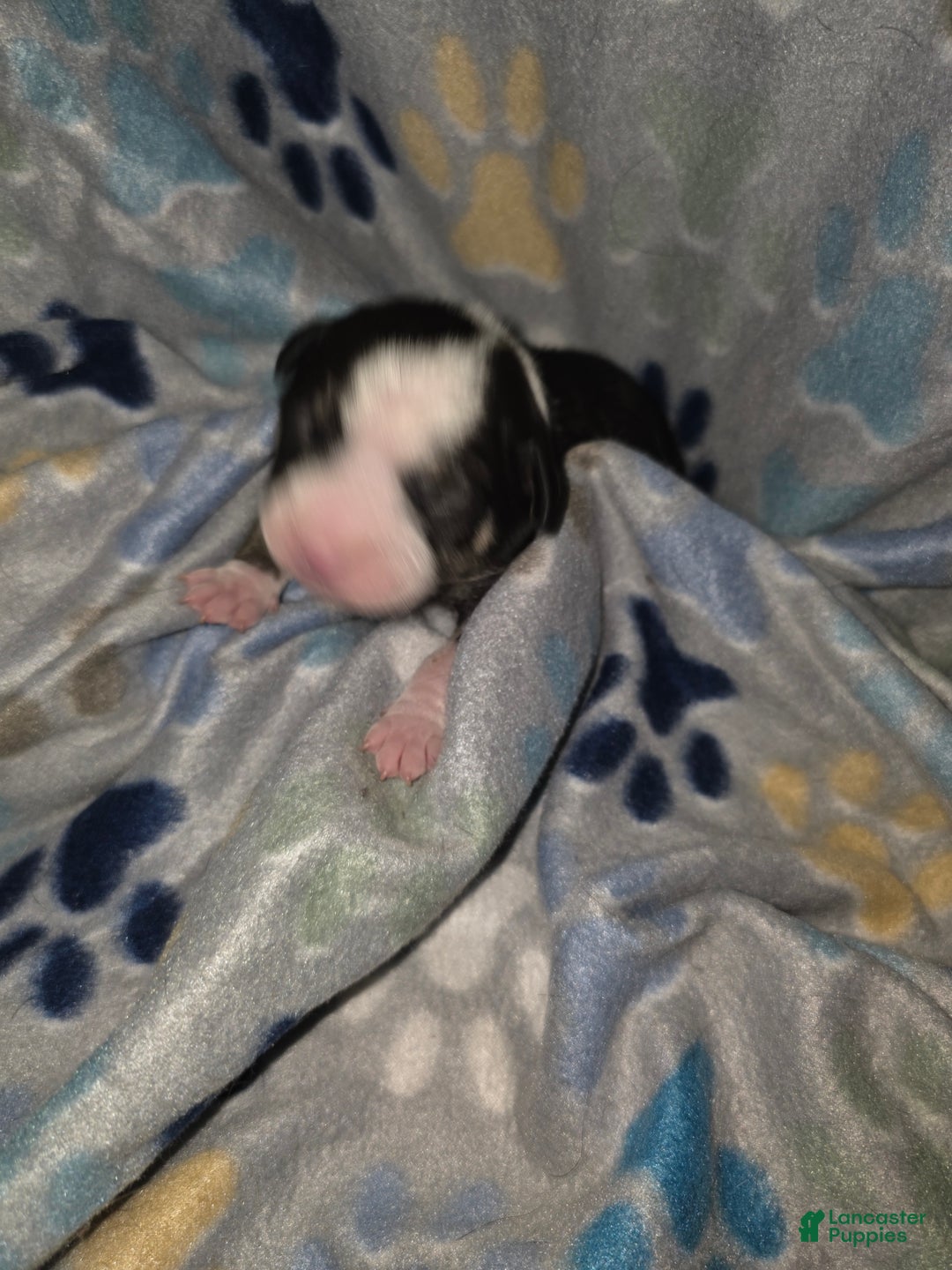 Mixed Breed dogs for sale: Orange - Ad 2