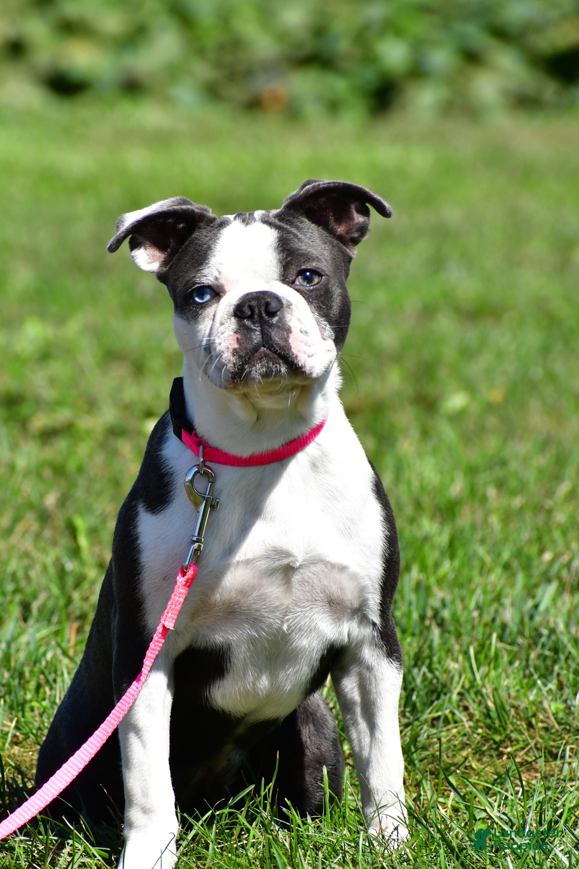 Mixed Breed dogs Emma - Ad 29