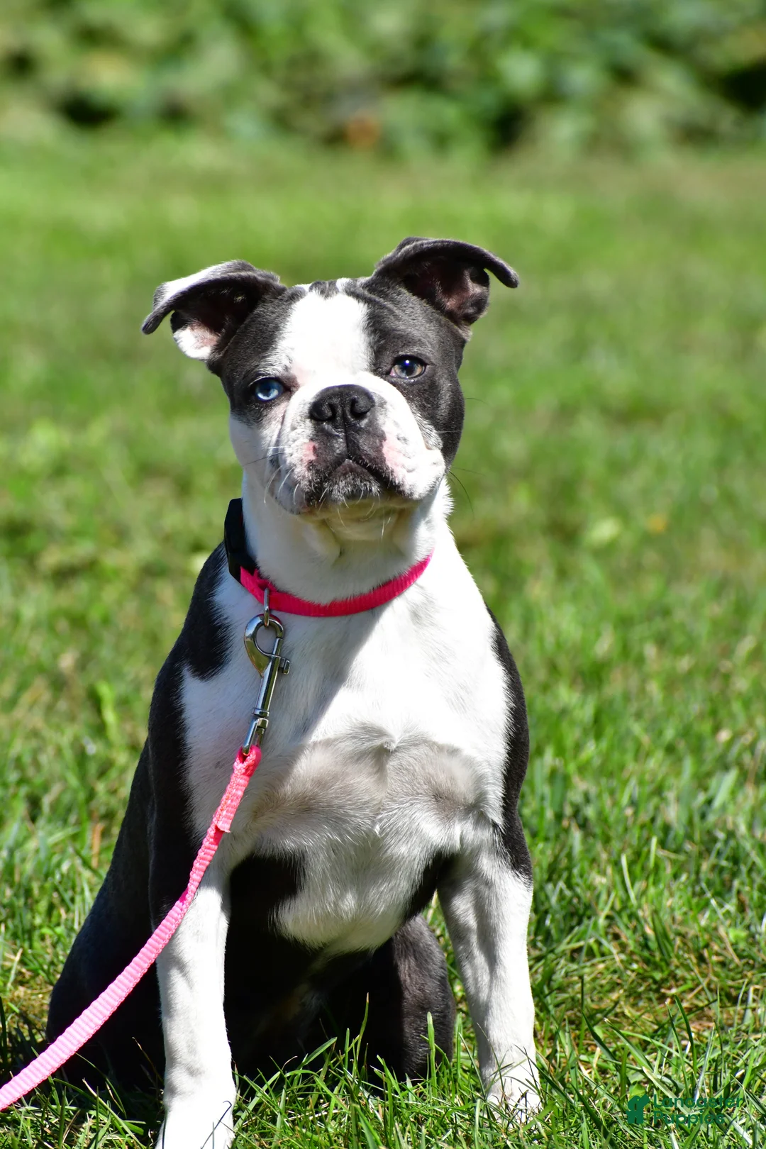 Mixed Breed dogs for sale: Emma - Ad 1