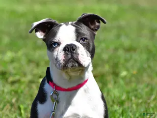 Mixed Breed dogs Emma - Ad 29