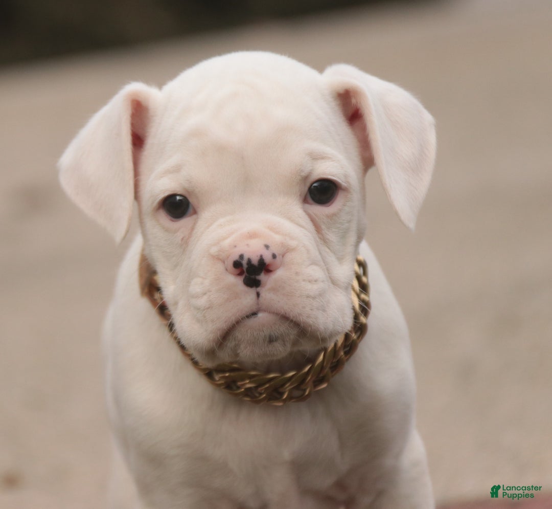 Boxer dogs for sale: Ezra - Ad 1