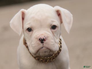 Boxer dogs Ezra - Ad 14