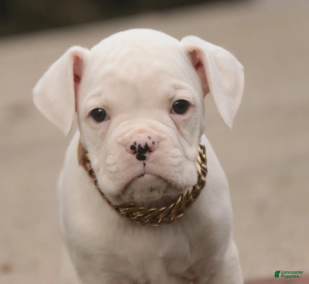 Boxer dogs for sale: Ezra - Ad 1