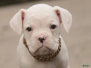 Boxer dogs Ezra - Ad 27