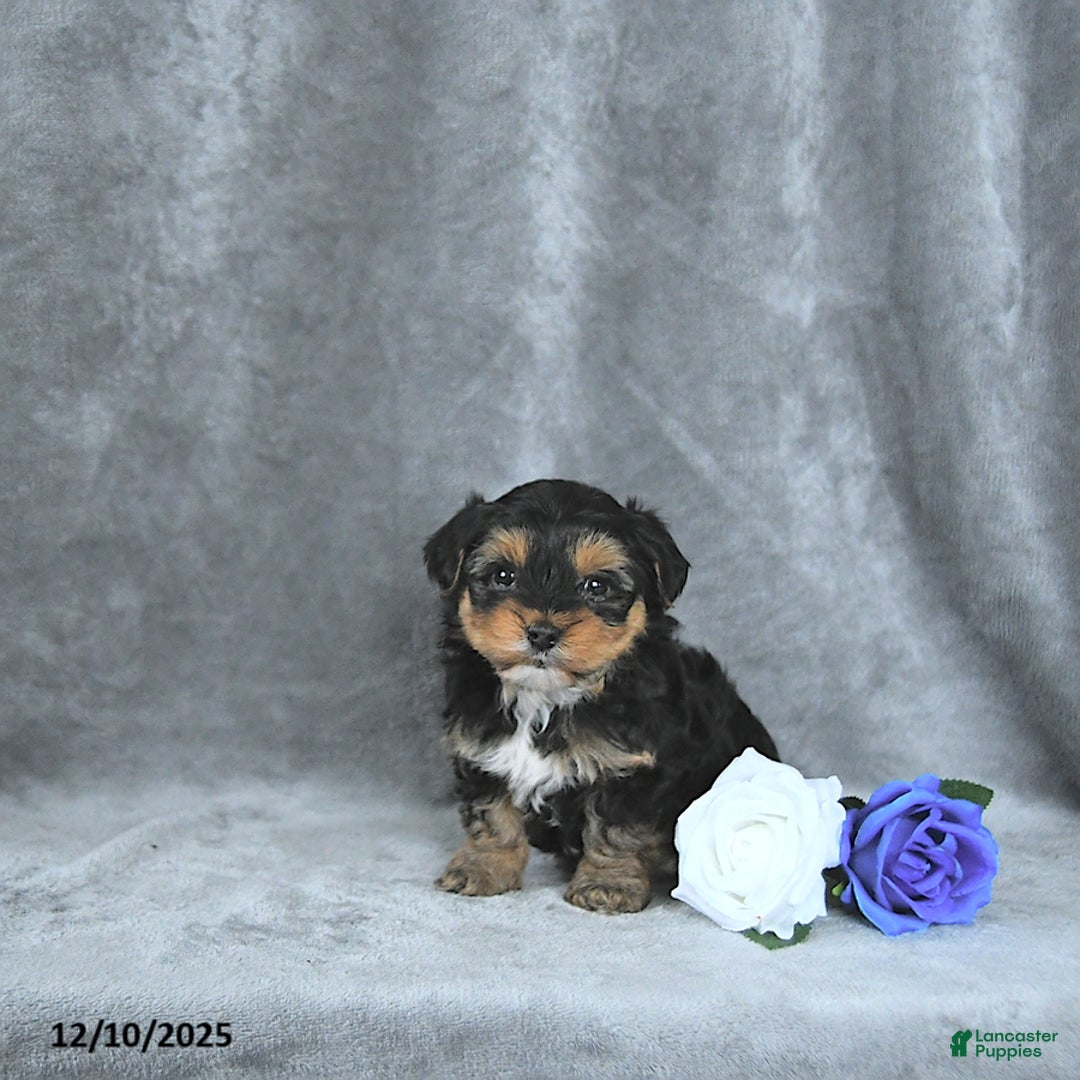 Mixed Breed dogs for sale: Santa EXTRA SMALL - Ad 1