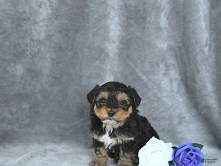 Mixed Breed dogs Santa EXTRA SMALL - Ad 33