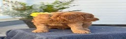 Goldendoodle dogs for sale: Turner - Ad 4