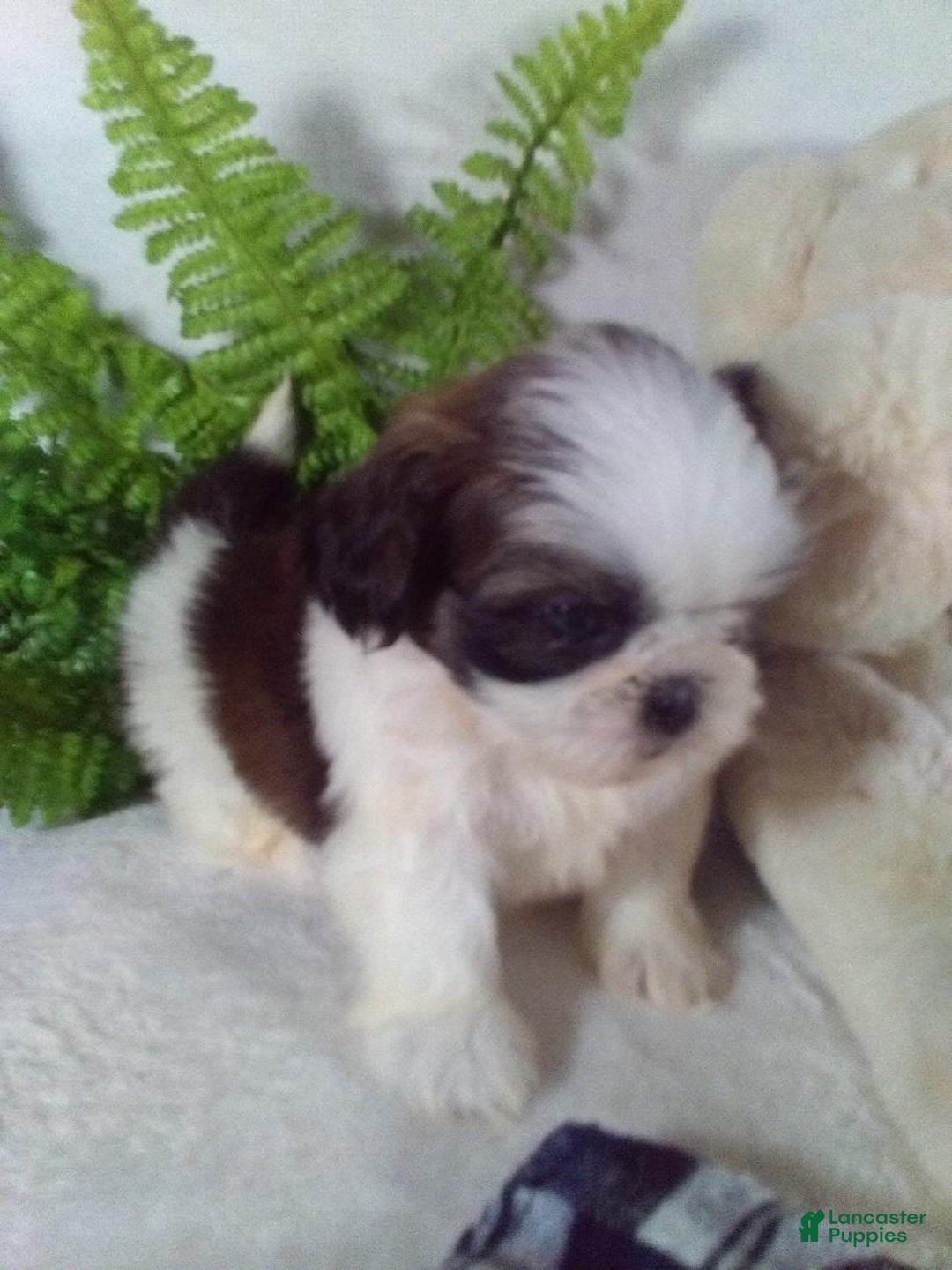 Shih Tzu dogs for sale: Baxter - Ad 4