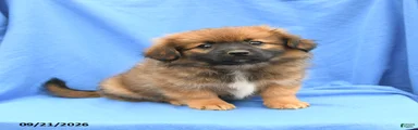 Gloria