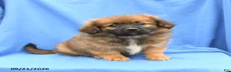 Mixed Breed dogs for sale: Gloria - Ad 1