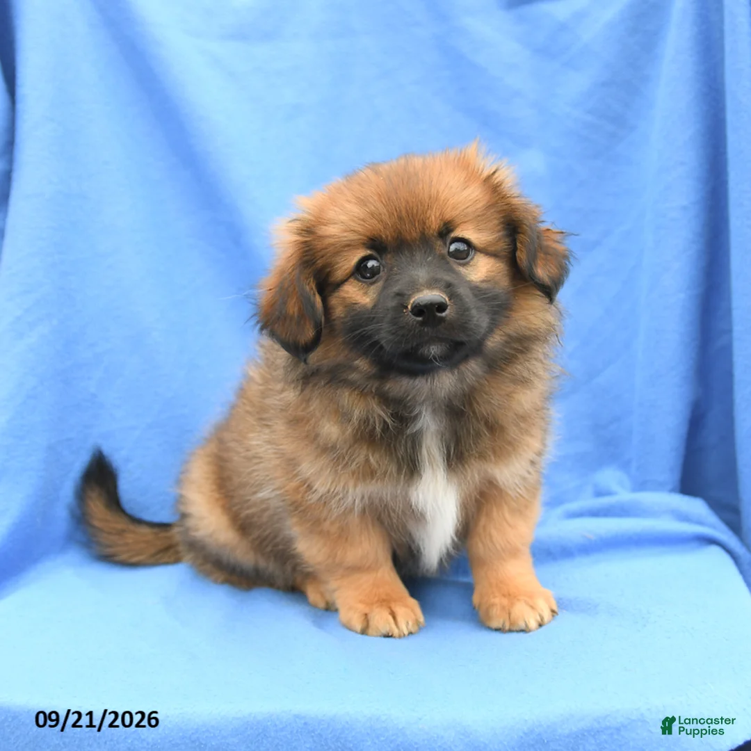 Mixed Breed dogs for sale: Gloria - Ad 1