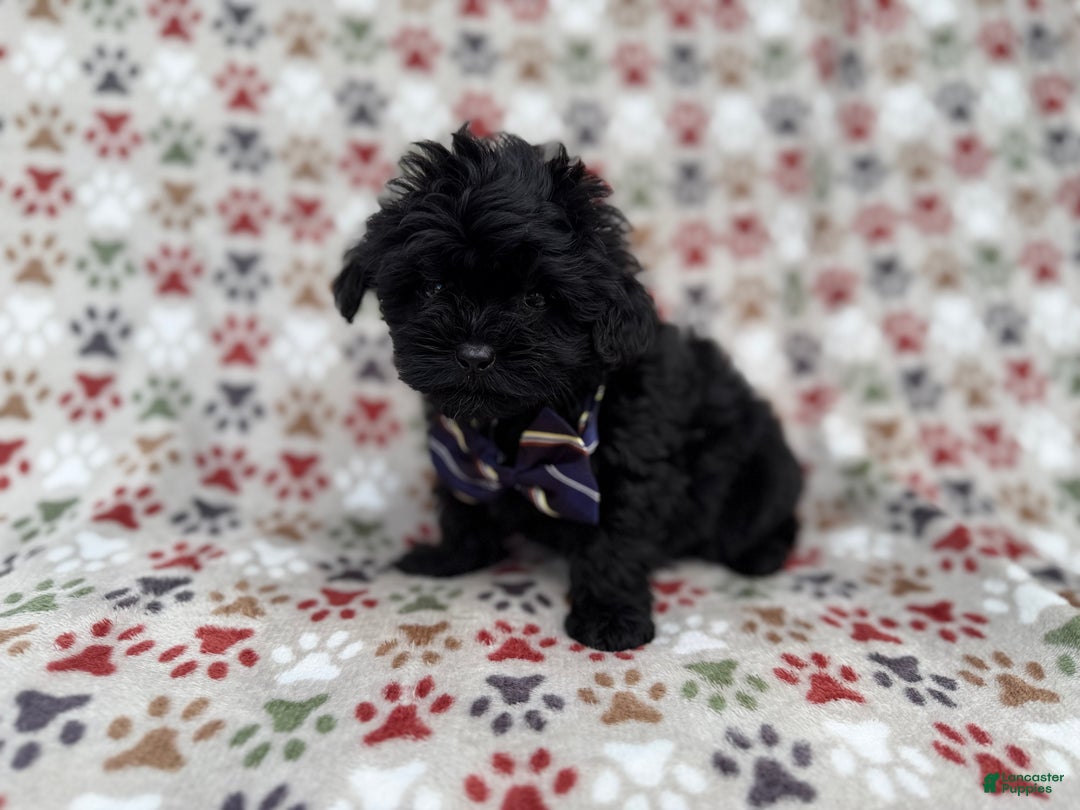 Shihpoo dogs for sale: Binx - Ad 3