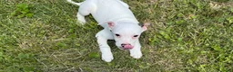 Jack Russell Terrier dogs for sale: Butch - Ad 3