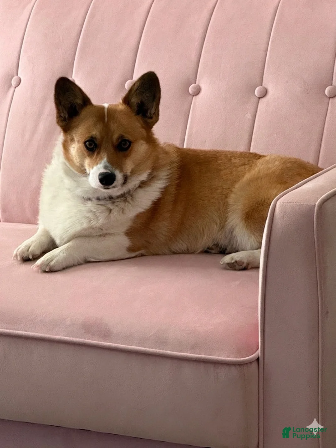 Welsh Corgi Pembroke dogs for sale: Welsh Corgi Pembroke 1 - Ad 5
