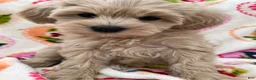 Miniature Schnauzer dogs for sale: Cali - Ad 1