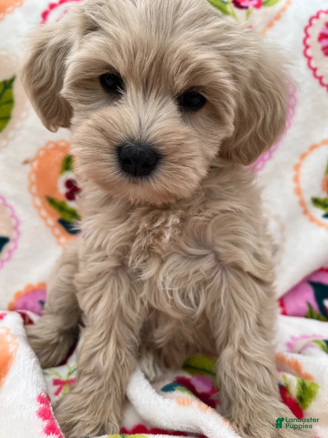 Miniature Schnauzer dogs for sale: Cali - Ad 1