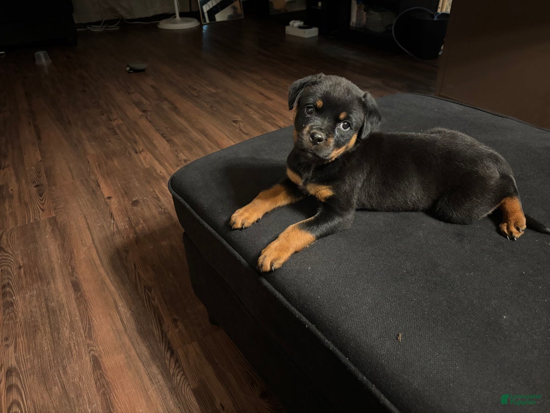 Rottweiler dogs for sale: Nae - Ad 17